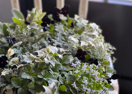 寄植え　ホーロー
