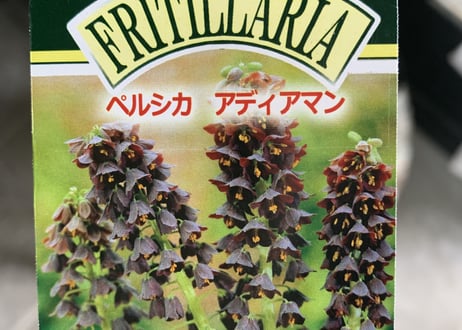 フリチラリア　ペルシカ　アディアマン