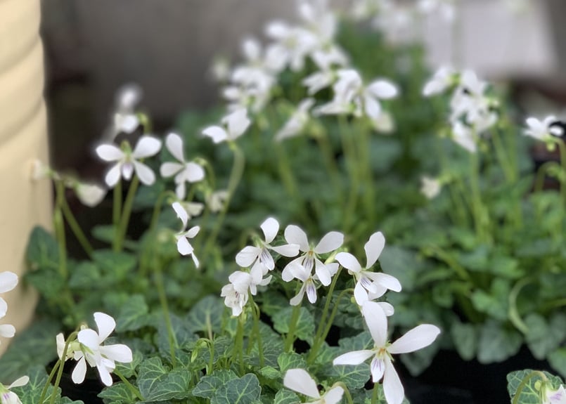 四季咲き 八重山スミレ | kiccorie