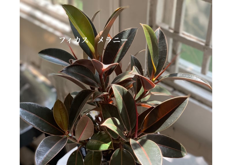 観葉植物 フィカス 5種類 | kiccorie