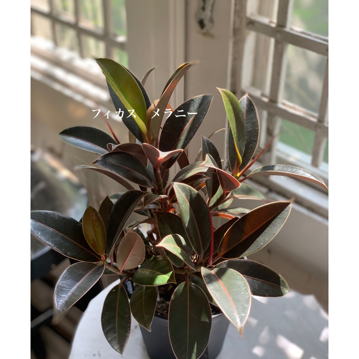 フィカス 観葉植物 PLANCHU 観葉植物 フィカス ジン 6号鉢 受け皿付き 育て方説明書付き