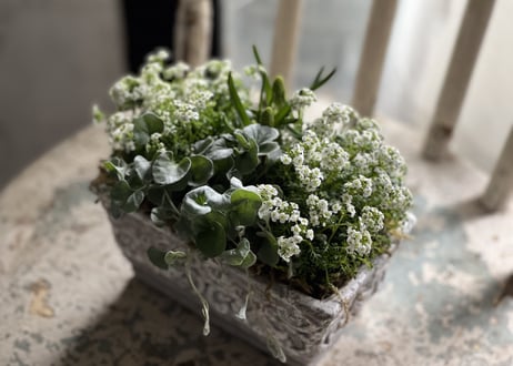寄植え　陶器