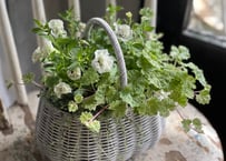 寄植え　バスケット