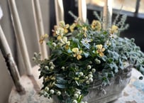 寄植え　陶器