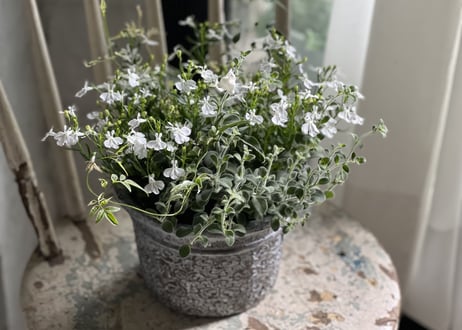 寄植え　陶器