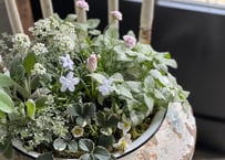 寄植え　ホーロー