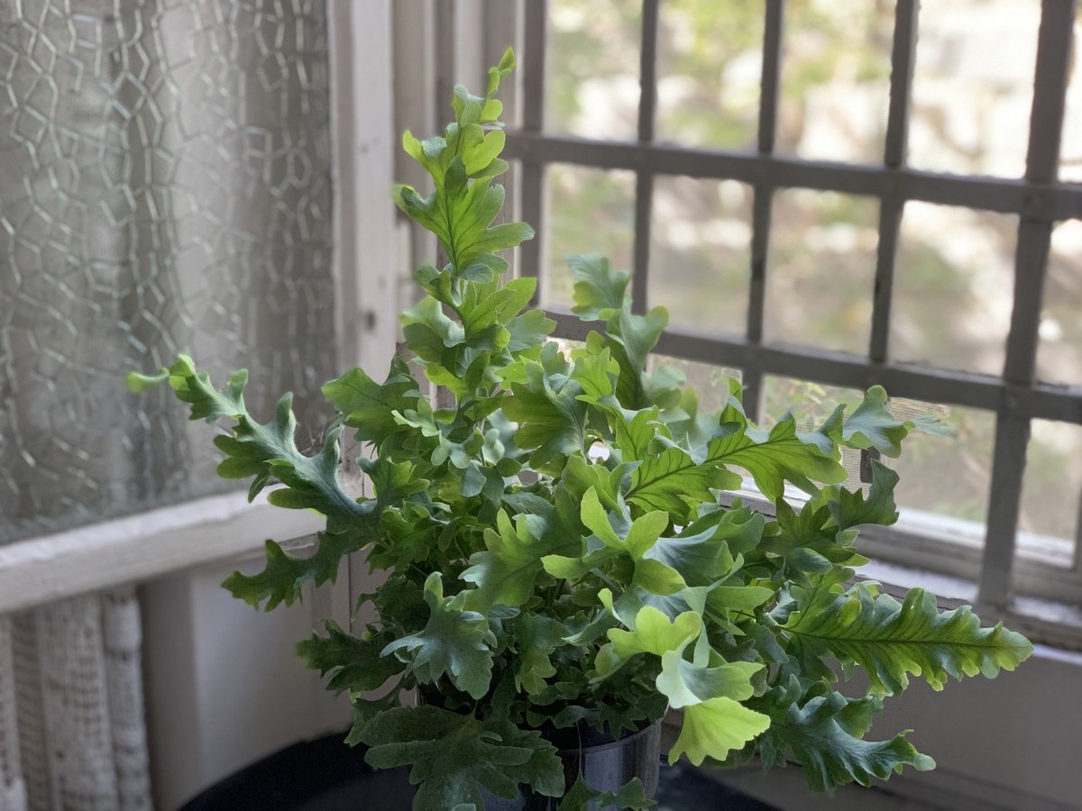 観葉植物 フレボディウム タバナ | kiccorie