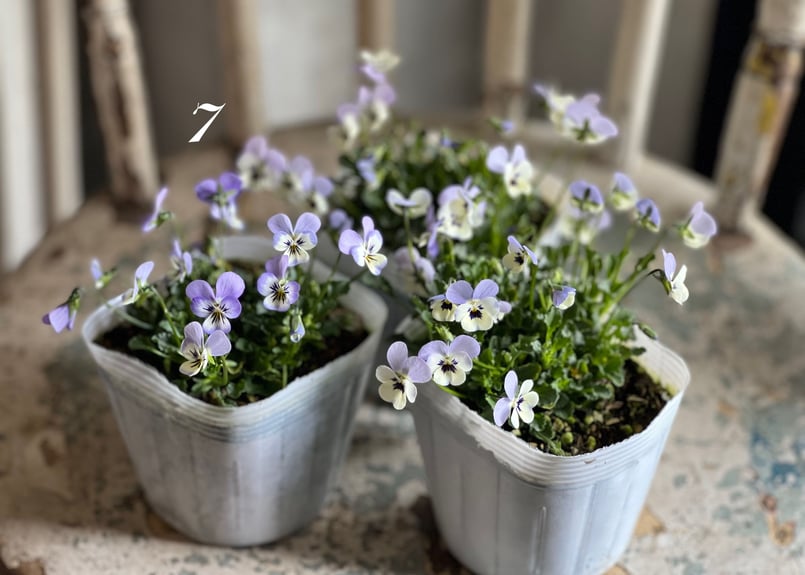 ビオラ ビオレッタ No.6〜9 | kiccorie