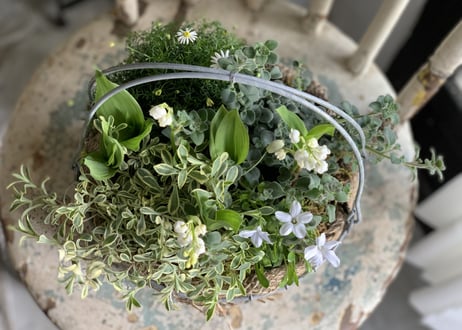 寄植え　ワイヤーバスケット