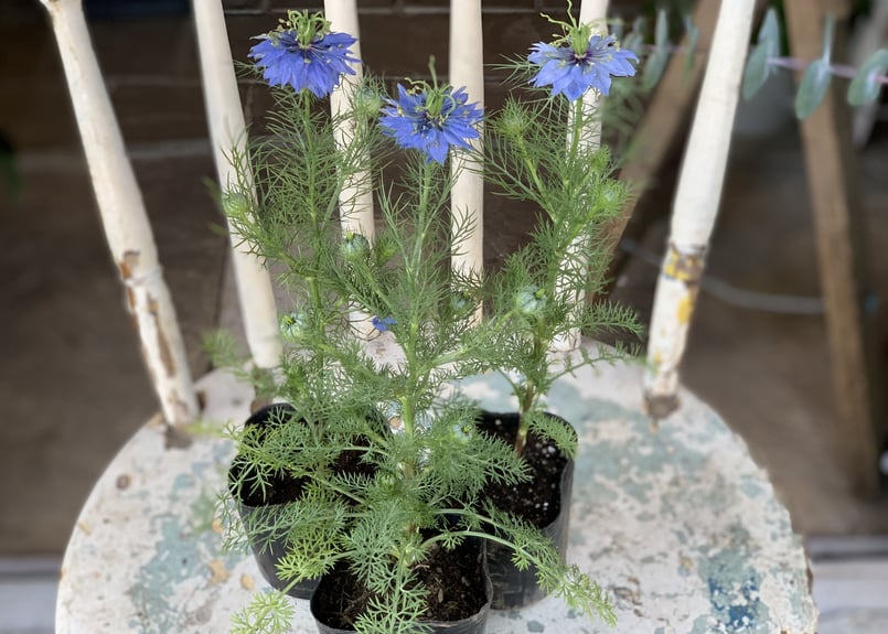 ニゲラ ブルー | kiccorie