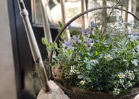 寄植え　アイアンバスケット