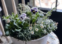 寄植え　ホーロー