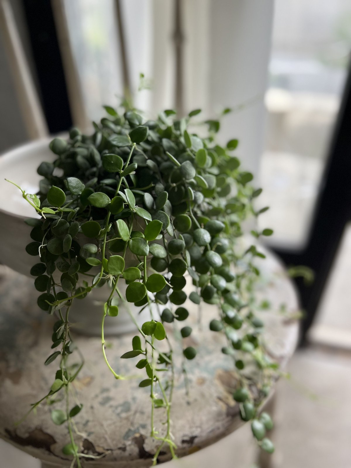 観葉植物 ディスキディア ヌンムラリア | kiccorie
