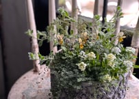 寄植え　陶器
