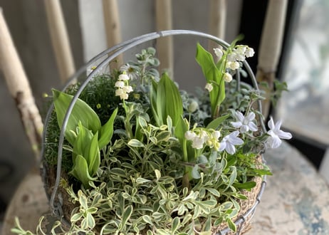 寄植え　ワイヤーバスケット