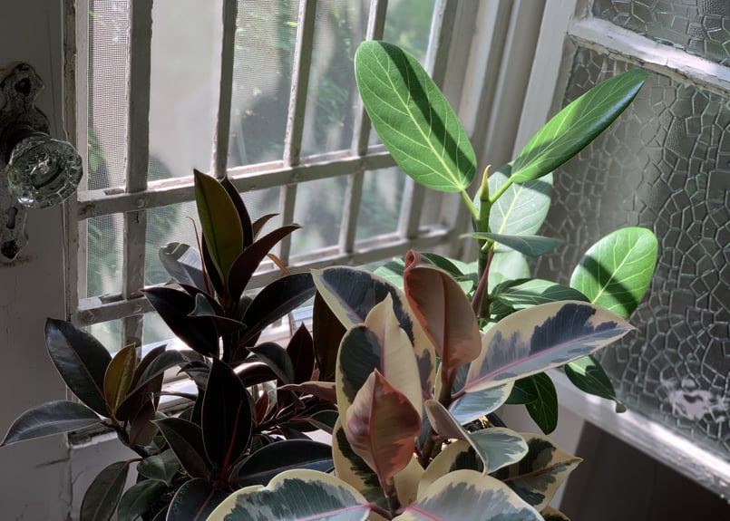 フィカス 観葉植物 フィカス 観葉植物