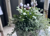 寄植え　陶器