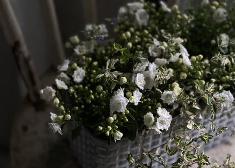 寄植え　ブリキ