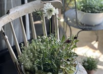 寄植え　ホーロー