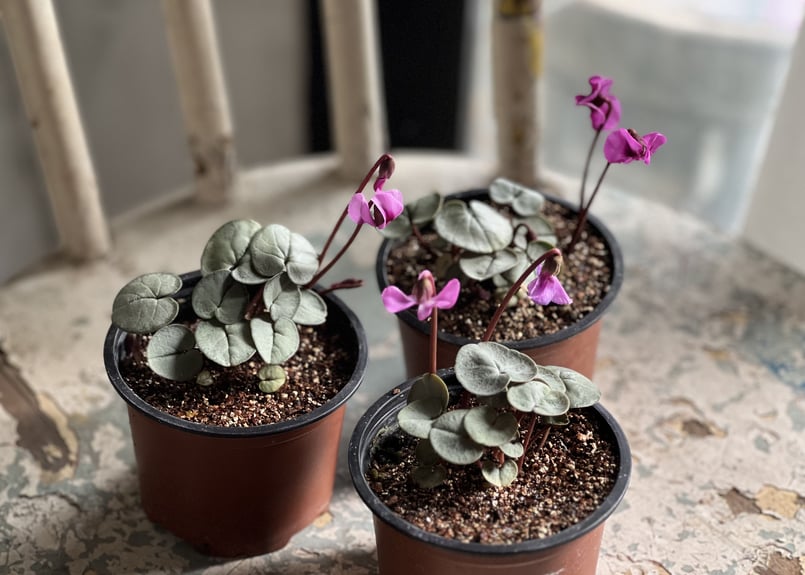 【シルバープリンス コウム 原種シクラメン】シルバーリース寄植え 原種シクラメン コウム 'シルバーリーフ'白系｜おぎはら植物園