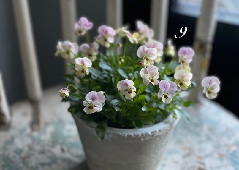 お花のバレッタ♪ ビオラ ビオレッタ No.8~10 | kiccorie