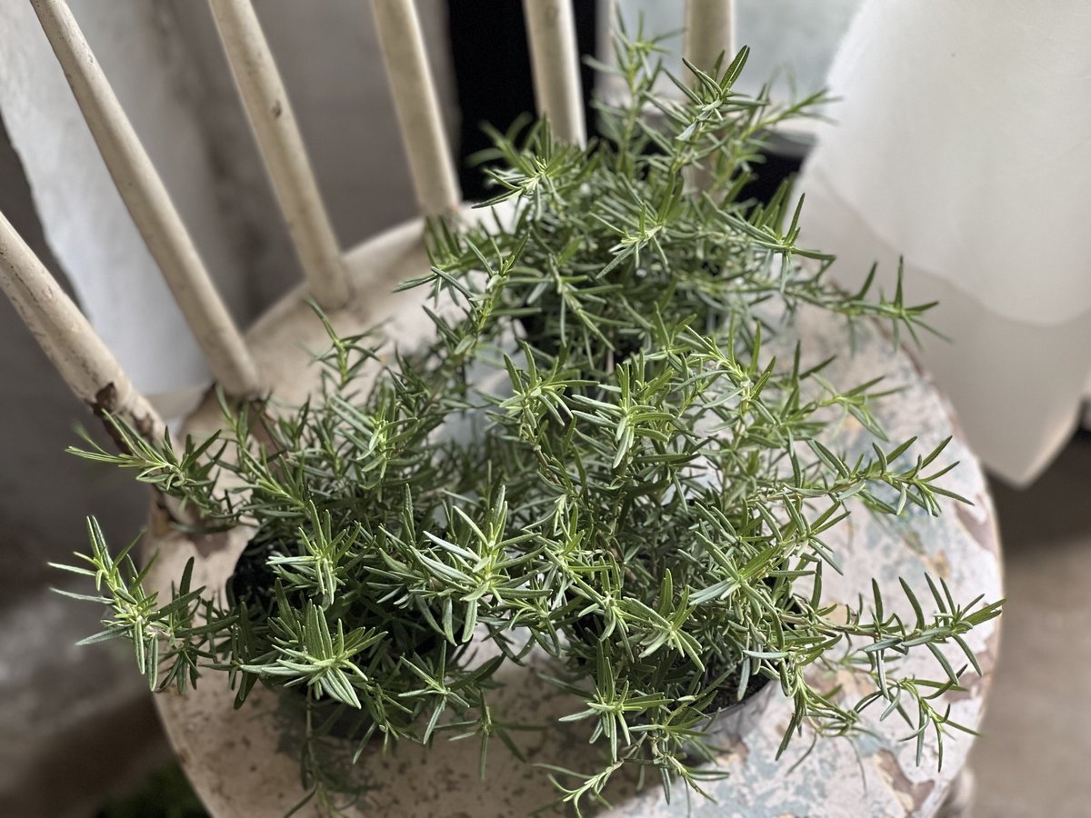 這性ローズマリー | kiccorie