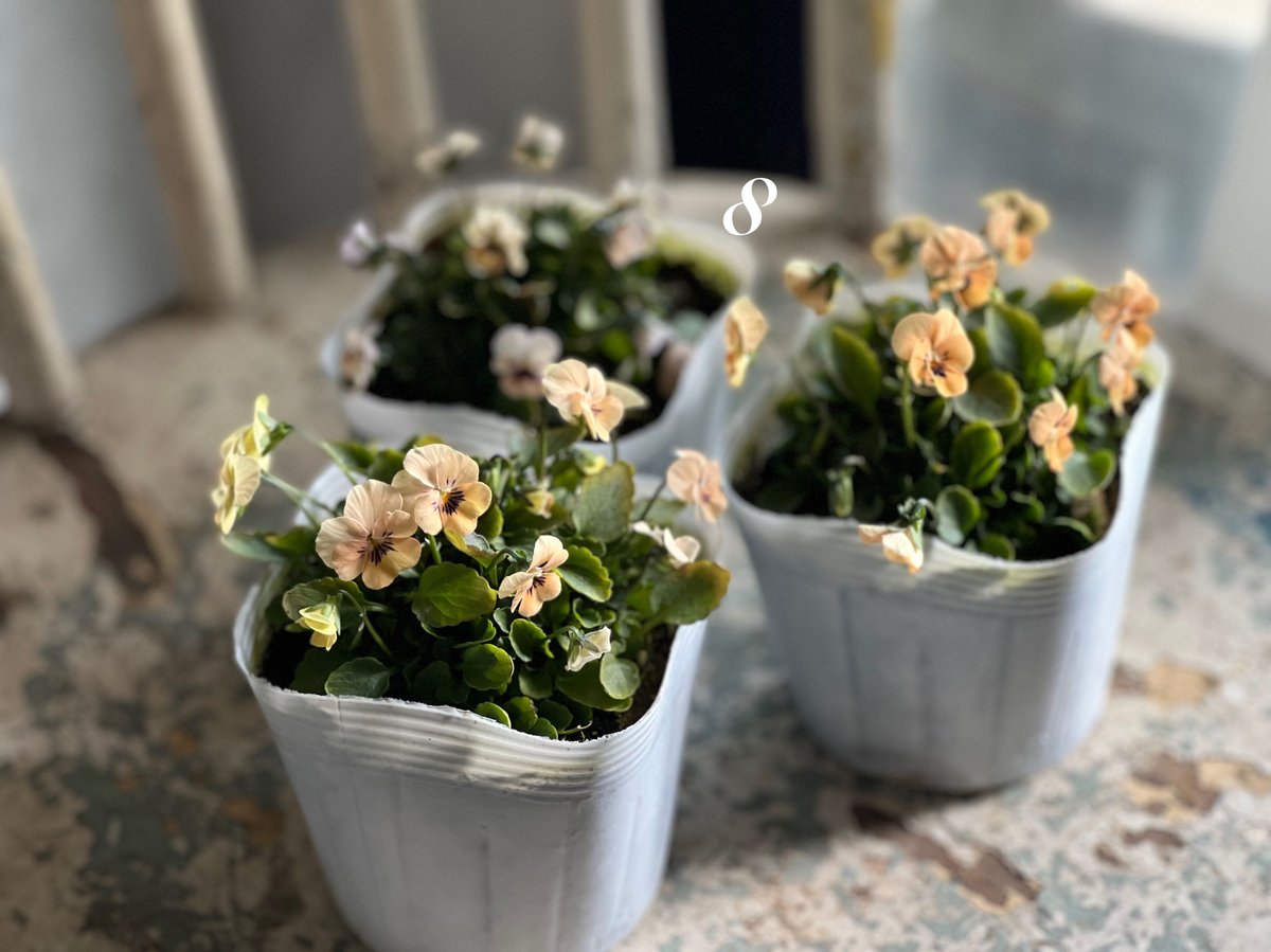 ビオラ ビオレッタ No.6〜9 | kiccorie