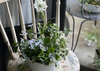寄植え　ホーロー