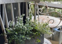 寄植え　ブリキ