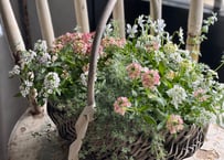 寄植え　バスケット
