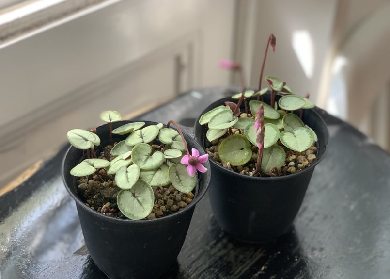 原種シクラメン コウム シルバープリンス | kiccorie