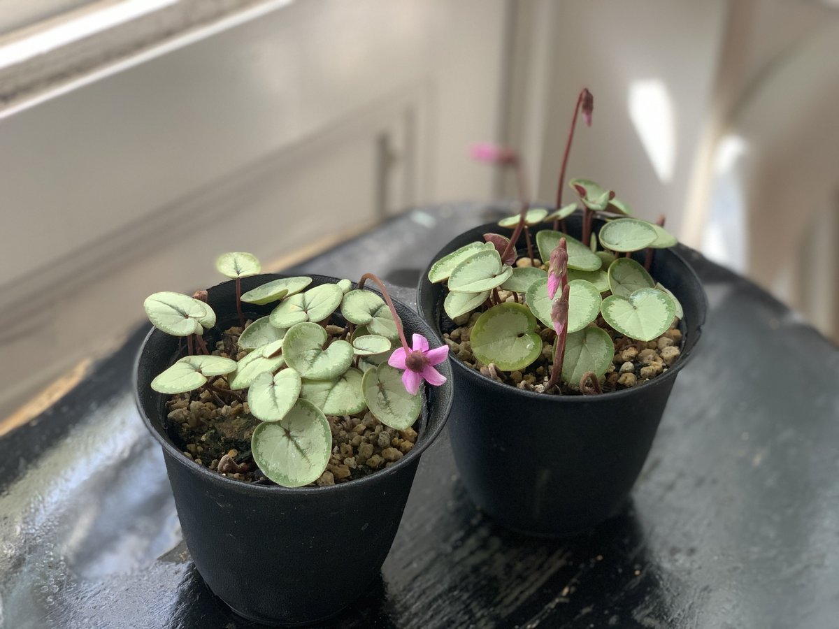 原種シクラメン コウム シルバープリンス | kiccorie