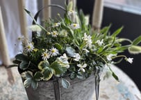 寄植え　ブリキ