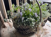 寄植え　バスケット