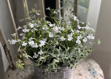 寄植え　陶器