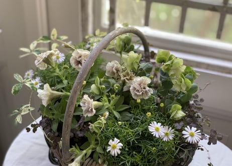 寄植え　バスケット