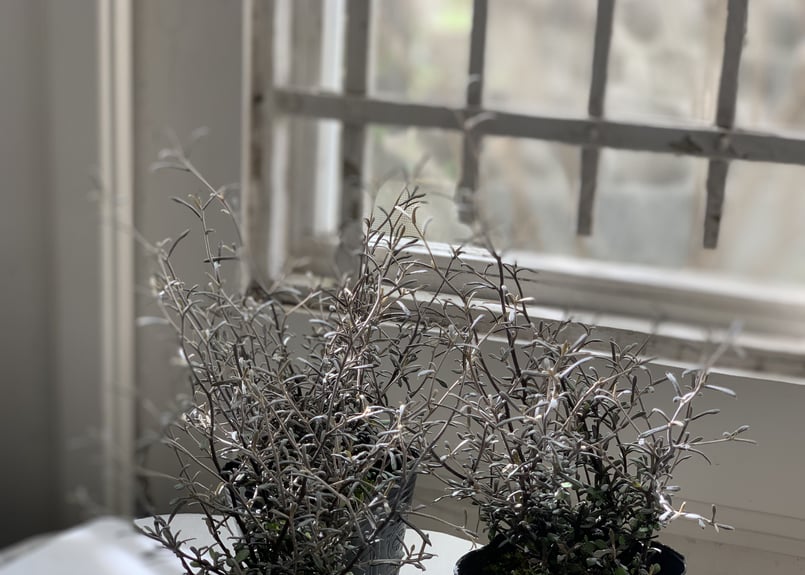 コロキア コトネアスター | kiccorie