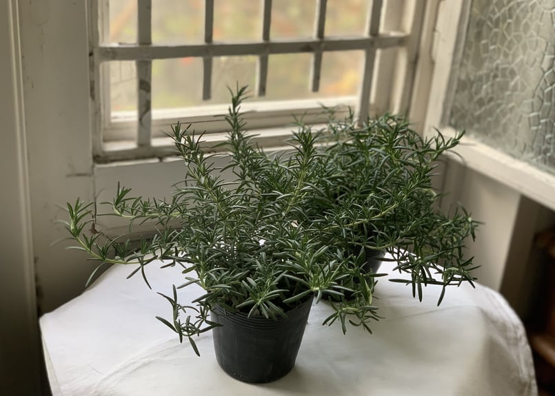 森の音、フランキンセンス、スペアミント、ローズマリー 森の音、フランキンセンス、スペアミント、ローズマリー