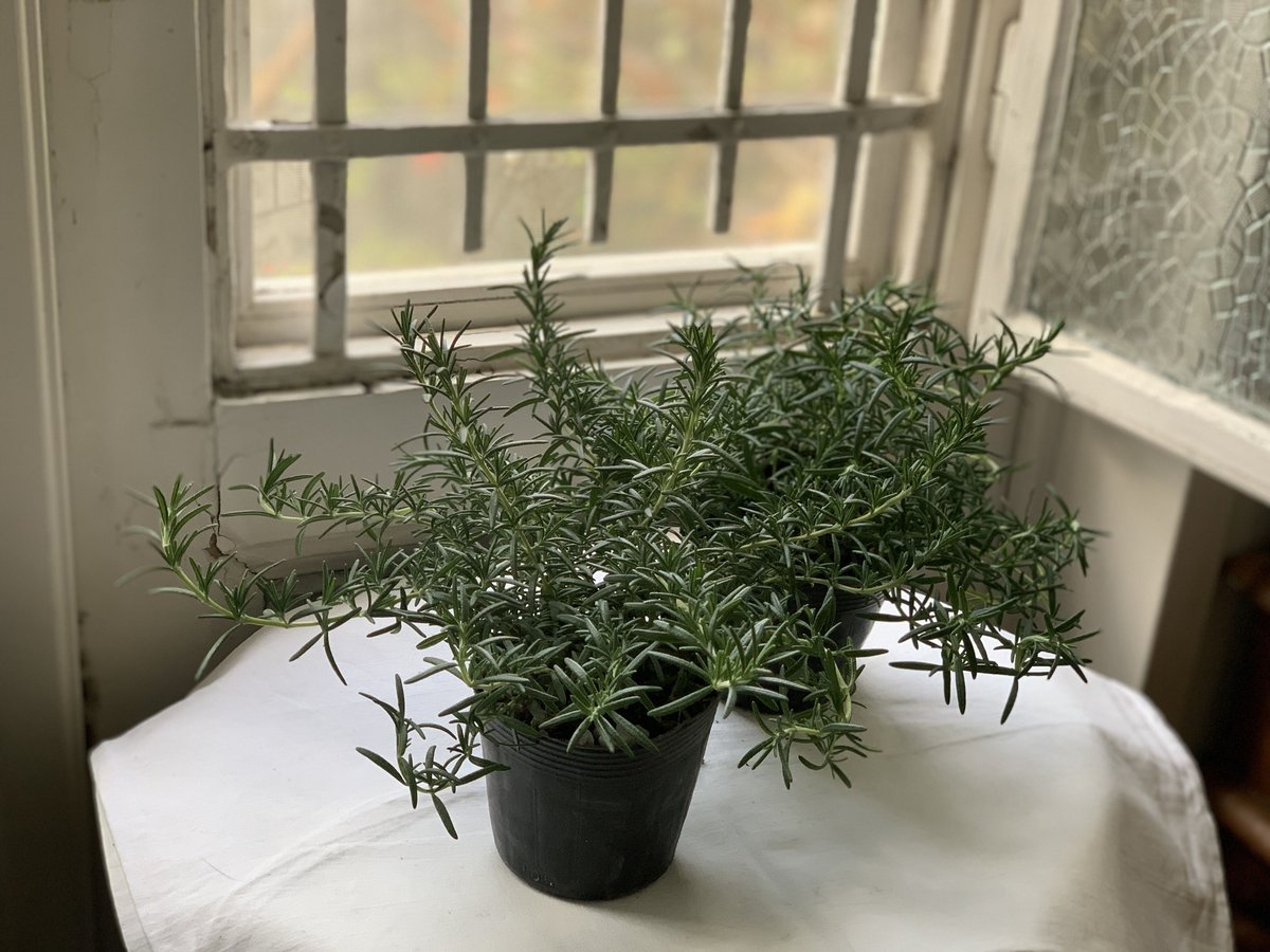 森の音、フランキンセンス、スペアミント、ローズマリー 這性 ローズマリー | kiccorie