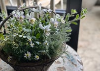 寄植え　アイアンバスケット
