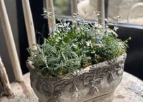寄植え　陶器