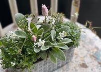 寄植え　ブリキ