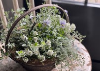 寄植え　アイアンバスケット
