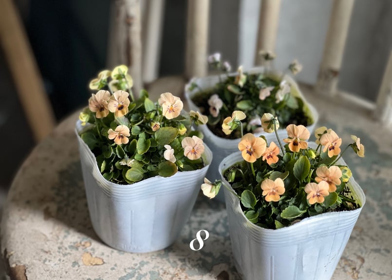 RYU❤️ビオレッタ❤️ ときめきビオラ❤️横浜セレクション6点 ビオラ ビオレッタ No.6〜9 | kiccorie