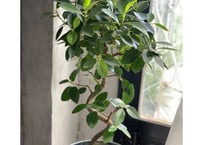 観葉植物　フランスゴムの木