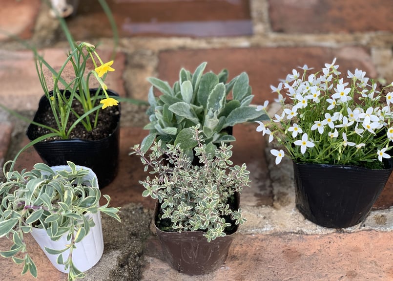 寄植え【苗のみ】 | kiccorie