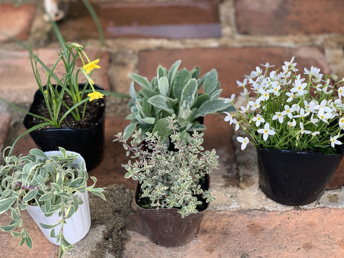 寄植え【苗のみ】 | kiccorie