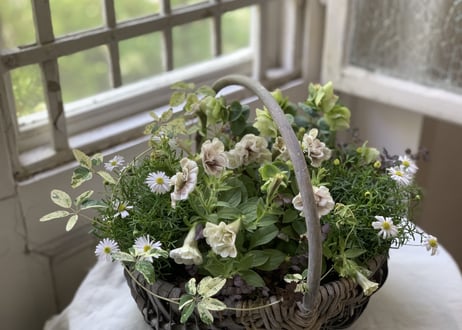 寄植え　バスケット
