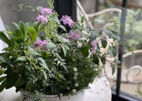 寄植え　ホーロー