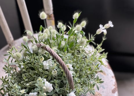 寄植え　バスケット